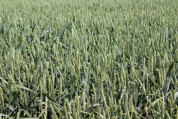 In the field growing green winter wheat