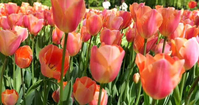 Creamy pink tulips bloom on the green lawn of the spring park.