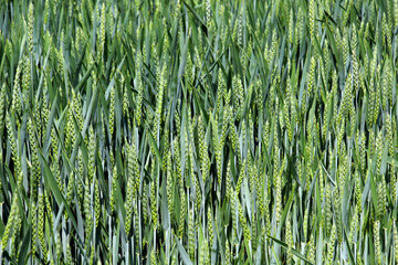 In the field growing green winter wheat