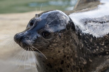 sea lion on the beach