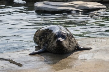 Naklejka premium island sea lion