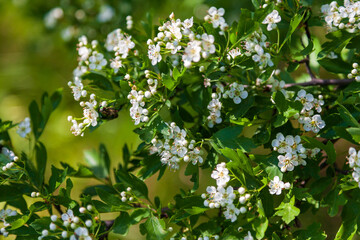 The blossom of a Hawthorn tree in late spring sunshine. Hawthorn trees can be found growing wild in rural areas. Flowers of hawthorn trees are bee-friendly.