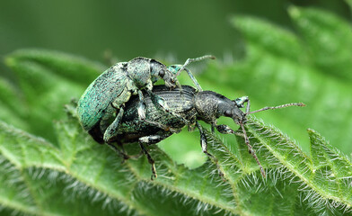 pair of copulating nettle stinging nettles (Phyllobius pomaceus) on nettle leaves