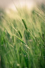 Fototapeta premium spikelets of green brewing barley in a field.