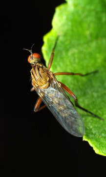 Elgiva solicita on a leaf