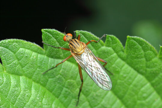 Elgiva solicita on a leaf