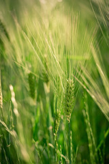 spikelets of green brewing barley in a field.