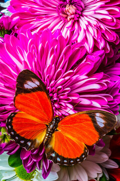 Butterfly On Pink Mums