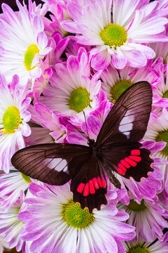 Butterfly On Poms