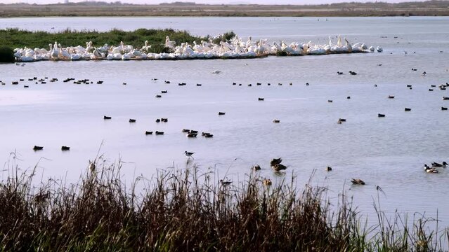 birds, water, wildlife,