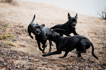 Czarne psy biegające po plaży