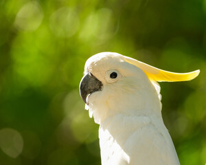 Sulfer Crested Cockatoo 