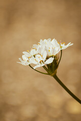 Blooming allium trifoliatum background