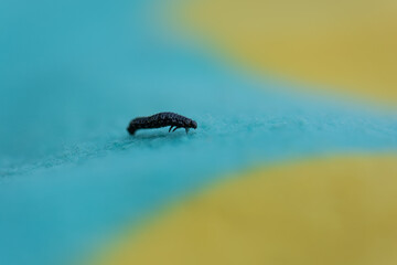 Small black larvae crawling along a blue and yellow carpet.