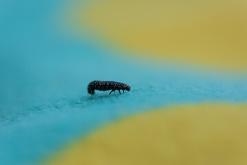 Small black larvae crawling along a blue and yellow carpet.