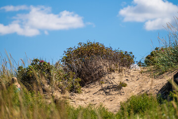 Grass growing on sand dunes by a beach.