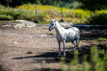 Fototapeta premium White horse on a farm at summer.