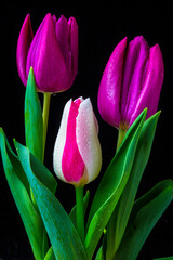 Fototapeta premium Three Lovely Tulips