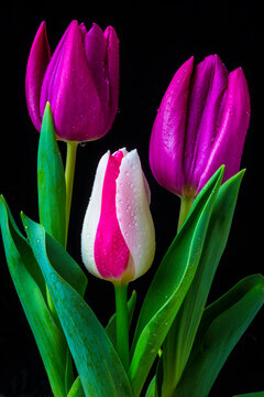Three Lovely Tulips