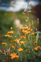 Plans de la nature en macro et plus large de la nature sous la neige et le soleil du printemps. 