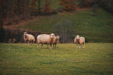 Naklejka na ściany i meble Groupe de moutons dans les prés 