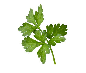 Branch with leaves of green parsley isolated fresh plant on white background.