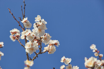 Selective focus of beautiful branches of white blossoms on the tree under blue sky, Beautiful Sakura flowers during spring season in the park, Floral pattern texture, Nature background.