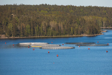 View of circle sea fish farm cages and round fishing nets, farming salmon, trout and cod, feeding the fish a forage, with scandinavian lake landscape and forest island in the background in a summer