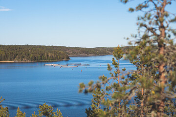 View of circle sea fish farm cages and round fishing nets, farming salmon, trout and cod, feeding the fish a forage, with scandinavian lake landscape and forest island in the background in a summer