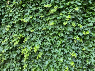 Fototapeta na wymiar Ivy Growing on a Wall, Background, Backdrop