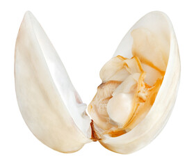 Clam shell sea scallop with open flaps and meat inside cooked, isolated on transparent background .