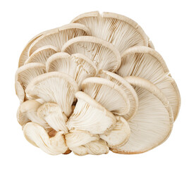 Oyster mushrooms, many fused, isolated on transparent background .