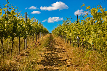 Clouds above vineyard in Gleiszellen, Germany