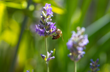 Profile of Honey Bee on Lavender herb with green garden in soft focus background