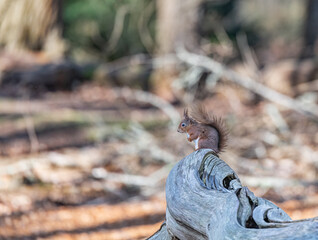 Red Squirrel sitting on a log on, Brownsea Island, Dorset, England