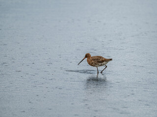 Black Tailed Godwit on Brownsea Island, Dorset, England
