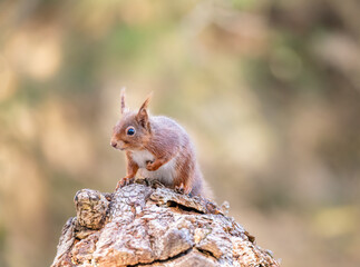 Naklejka na ściany i meble Red Squirrel, Brownsea Island, England