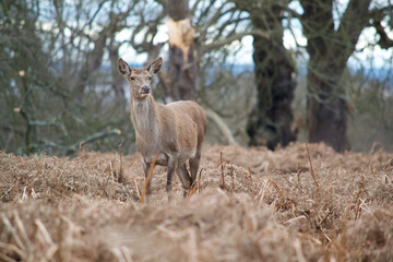 Deer at Richmond Park