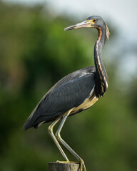 Tricolored Heron Portrait