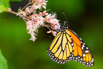 Monarch butterfly foraging on a wildflower in Newbury, New Hampshire.