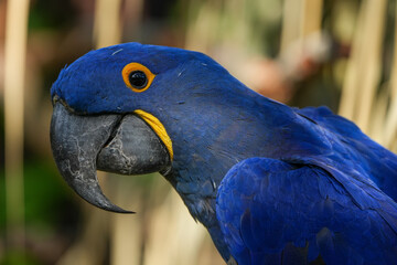 Blue Hyacinth Macaw