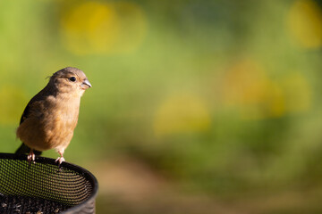 Side view of a young Juvenile Eurasian Bullfinch (Pyrrhula pyrrhula) perched on a feed tray ...