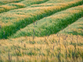 Getreidefelder im Abendlicht