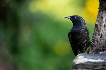 Starling (Sturnus vulgaris) posing on wooden log with a green and yellow, natural foliage background. Yorkshire UK in June