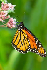 Fototapeta premium Monarch butterfly foraging on a wildflower in Newbury, New Hampshire.