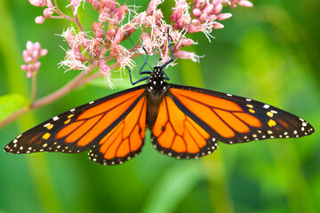 Monarch butterfly foraging on a wildflower in Newbury, New Hampshire.