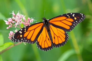 Monarch butterfly foraging on a wildflower in Newbury, New Hampshire.