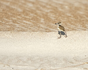 Wilson's Plover chick