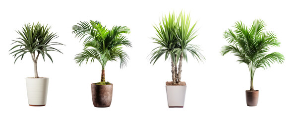 Fototapeta premium a collection of palms in various pots, house plants isolated on a transparent background