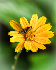 Furrow bee on a flower